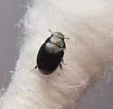 Paracymus nanus - photo 3