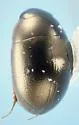 Paracymus nanus - photo 4