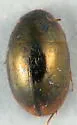 Paracymus subcupreus