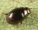 Paracymus subcupreus - photo 3