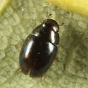 Paracymus subcupreus - photo 4