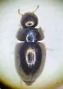 Paracymus subcupreus - photo 5