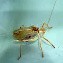 Chisos Katydid