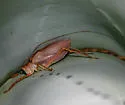 Chisos Katydid - photo 2