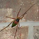 Red Katydid