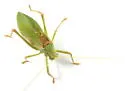 Red Katydid - photo 2