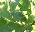 Red Katydid - photo 3