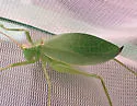 Red Katydid - photo 4