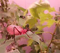 Red Katydid - photo 5