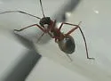 Paradacerla downesi - photo 2