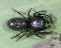 Paradamoetas fontanus - photo 2