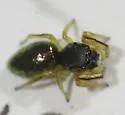 Paradamoetas fontanus - photo 3