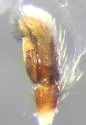Paradamoetas fontanus - photo 5