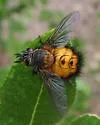 Spiny Tachina Fly