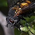 Spiny Tachina Fly - photo 2