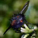 Spiny Tachina Fly - photo 3