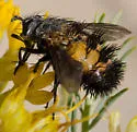 Spiny Tachina Fly - photo 4