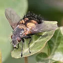 Spiny Tachina Fly - photo 5