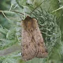 Labrador Dart - Hodges#10992