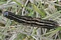 Labrador Dart - Hodges#10992 - photo 2