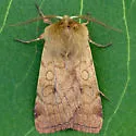 Labrador Dart - Hodges#10992 - photo 3
