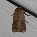 Labrador Dart - Hodges#10992 - photo 5
