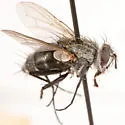 Paradidyma affinis