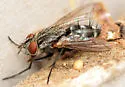 Paradidyma affinis - photo 2