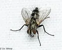 Paradidyma affinis - photo 5