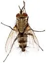 Paradidyma apicalis