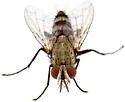 Paradidyma apicalis - photo 3