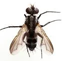 Paradidyma bicincta