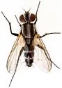 Paradidyma bicincta - photo 3