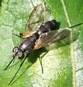 Paradidyma conica