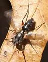 Paradidyma conica - photo 2