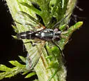 Paradidyma conica - photo 3