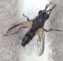 Paradidyma conica - photo 4