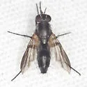 Paradidyma conica - photo 5