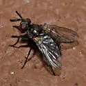 Paradidyma melania