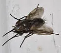 Paradidyma petiolata