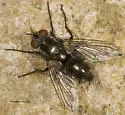 Paradidyma petiolata - photo 2