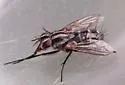 Paradidyma singularis - Paradidyma singularis