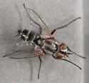 Paradidyma singularis - photo 3