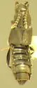 Paradilacra densissima