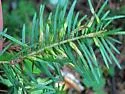 Balsam Gall Midge - photo 4