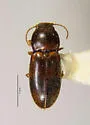 Paradonus beckeri - photo 2
