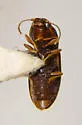 Paradonus beckeri - photo 3