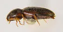 Paradonus beckeri - photo 4
