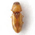 Paradonus futilis