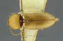 Paradonus futilis - photo 2